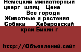 Немецкий миниатюрный(цверг) шпиц › Цена ­ 50 000 - Все города Животные и растения » Собаки   . Хабаровский край,Бикин г.